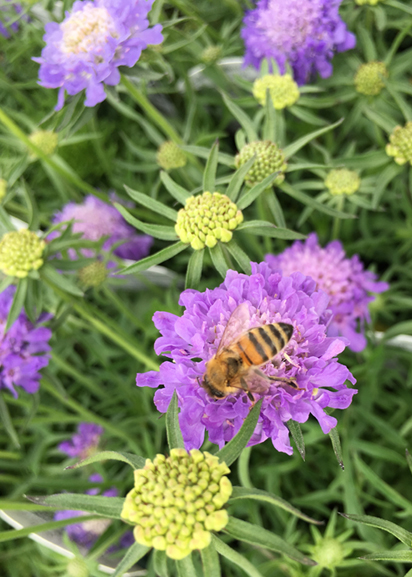 Scabiosa columbaria 'Blue Note'